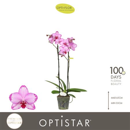 Phal 2st Toshi (opti)