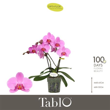 Phal 2st Tablo Pink Lady 25+ (opti)