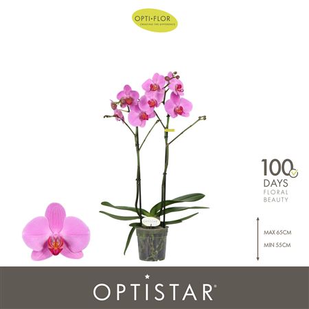 Phal 2st Optistar Yoko