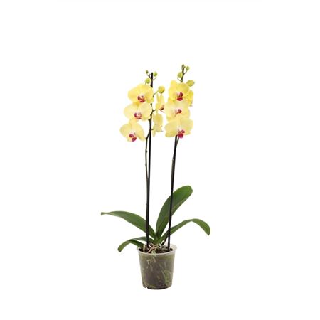 Phal 2st Yellow Mix 14+ (вг)