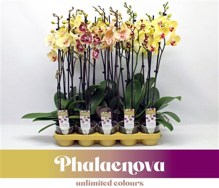 Phal 2st Yellow Mix 18+ (phalaenova)