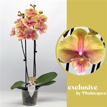 Phal 2st Daria 16+ (phalaenova)