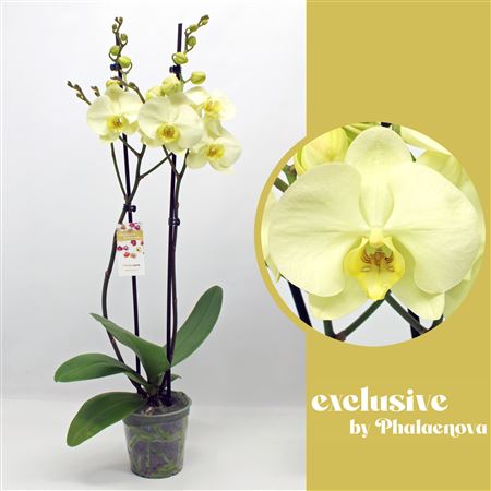Phal 2st Green Touch 16+(phaleanova)