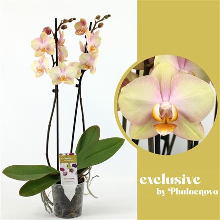 Phal 2st Sparks 14+ (phalaenova)