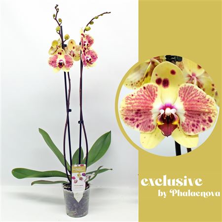 Phal 2st Exotic Punch 18+ (фаленова)