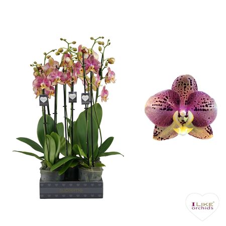 Phalaenopsis Flash - 2 Tak 60