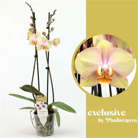 Phal 2st Sparks 14+ (phalaenova)