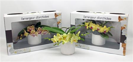 Phal L'arrangeur D'orchidee Yellow (groen)