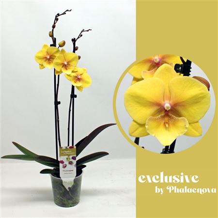 Phal 2st Gloria 16+ (phalaenova)