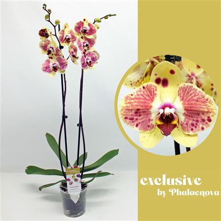 Phal 2st Exotic Punch 18+ (phalaenova)