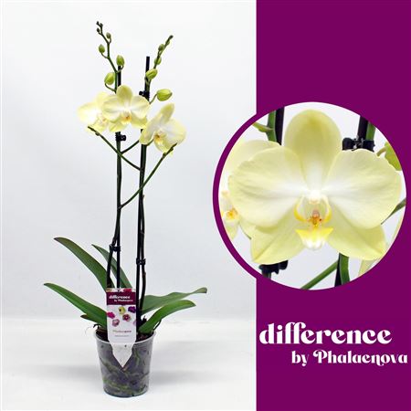 Phal 2st Amadeus 18+ (phalaenova)
