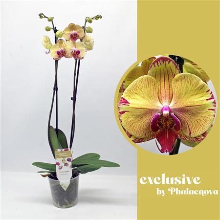 Phal 2st Daria 16+ (phalaenova)
