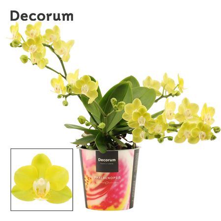 Phal 3-4st Table Lemon (decorum)