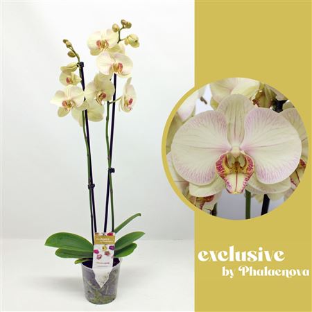 Phal 2st Mara 18+ (phalenova)
