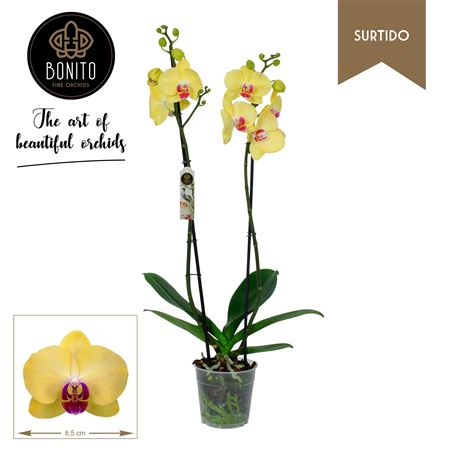 Phal 4st Surtido Miraflor