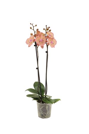 Phal 2st Very Maple 16+ (vg)