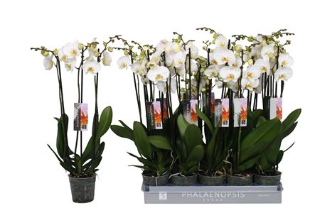 Phal 3st Color White 18+