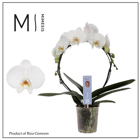 Phal Moon White Bow 16+ (mimesis)
