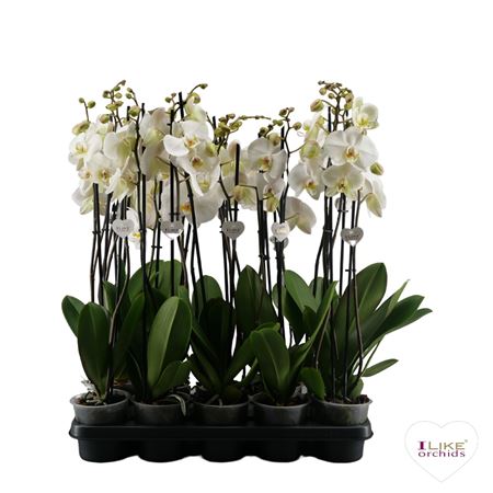 Phal 2st White 18+ (levo)