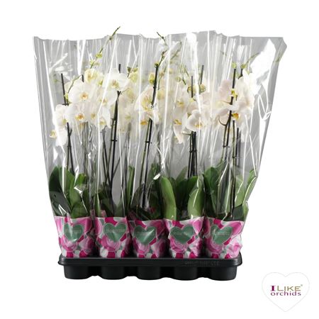 Phal 2st A2 White (levo)