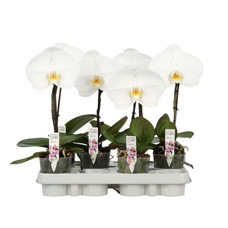 Phal 1st A2 Wit ( Opti Flor )