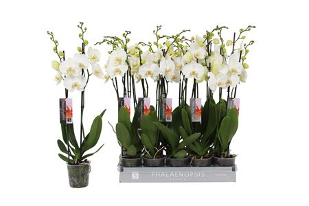 Phal 2st White 14+ (by-5)