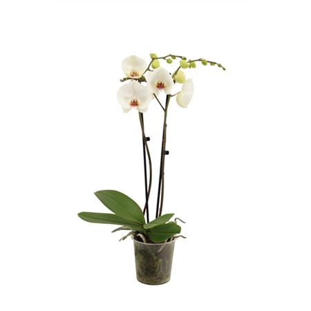 Phal 2st Polar Bear 16+ (vg Orcids)