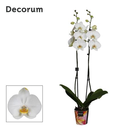 Phal 2st White 16+ Decorum (bernhard)