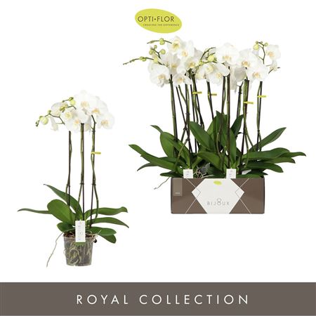 Phal 3st Bijoux Белый (опти)