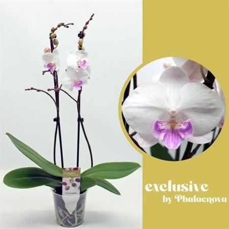 Phal 2st Mia 18+ (phalaenova)