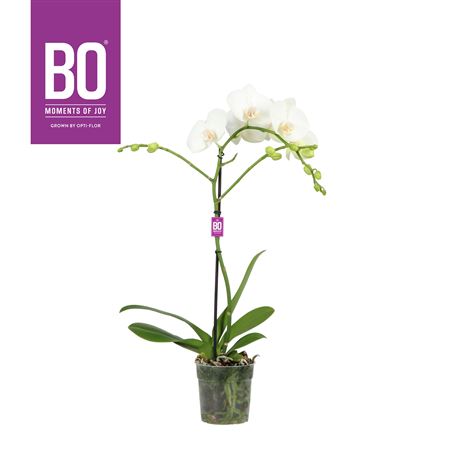 Phal 1st White Bo Funda (opti)