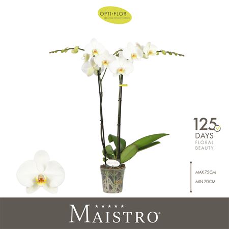 Phal 2st Maistro Beethoven 18+ (opti)