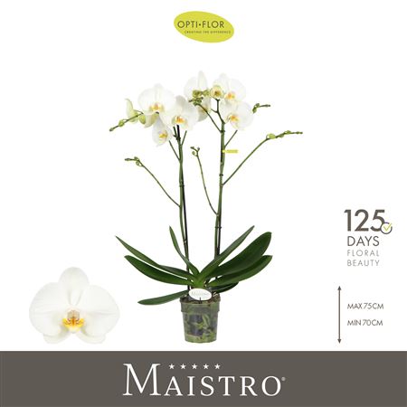 Phal 2st Maistro Bach 18+ (opti)