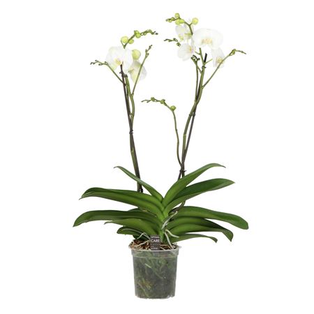 Phal 2st Queen Classico