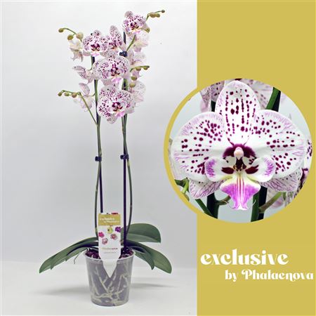 Phal 2st Expression 14+