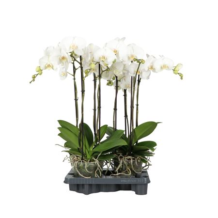 Phal 3/4st King A2 18+ (opti)