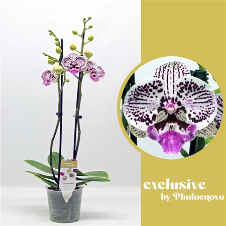 Phal 2st Zoe (phalaenova)