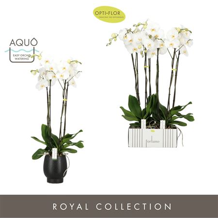 Phal 4st Fortuno Alto In Black Abruzzo Aquo (opti)