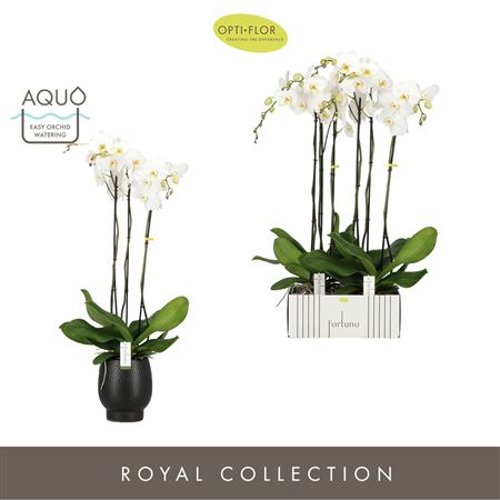 Phal 3st Fortuno Alto In Black Abruzzo Aquo (opti)