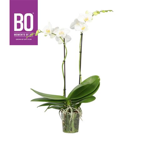 Phal 2st Bo Funda 18+ (opti)
