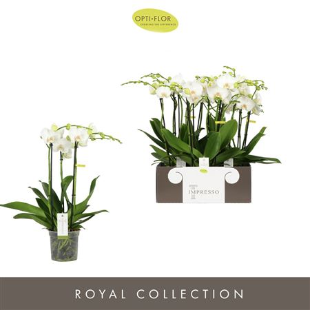 Phal 3st Impresso Mathilde (opti)