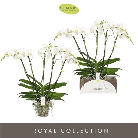 Phal 5st Theatro Classico (opti)