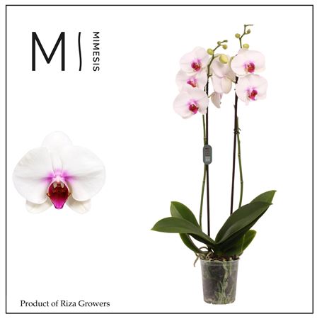 Phalaenopsis Scarlion 2 Spike - 12cm | Mimesis