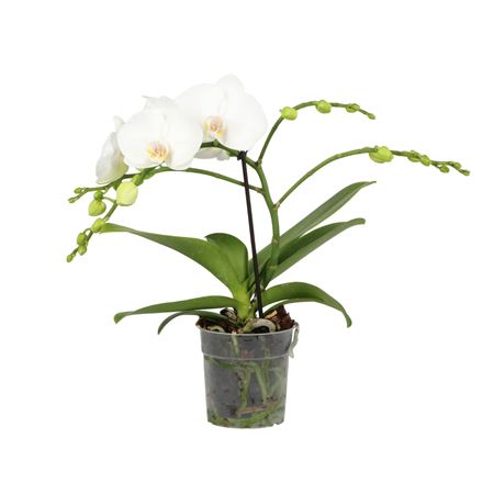 Phal 1st Shorty A2 White