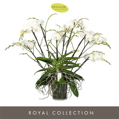 Phal Theatro Soul 40+ (opti)
