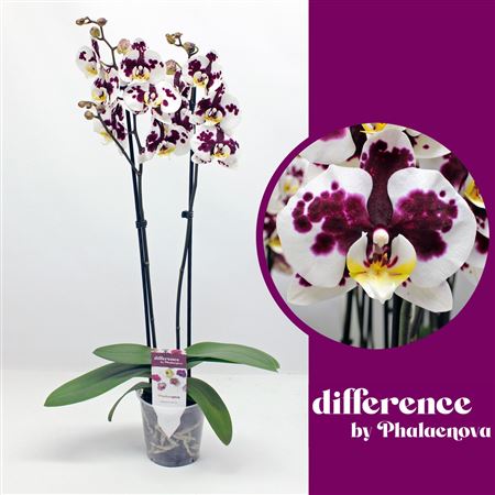 Phal 2st Melisa 14+ (phalaenova)