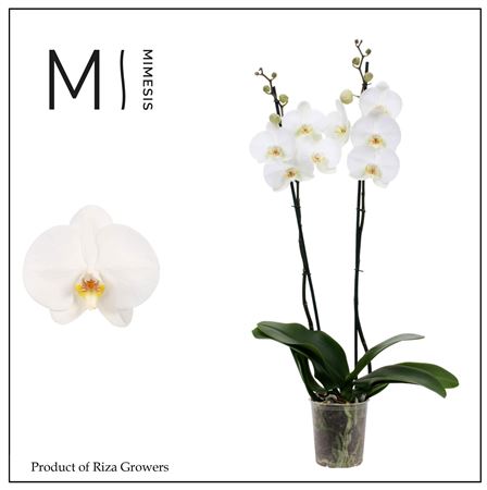 Phal 3st White Standard