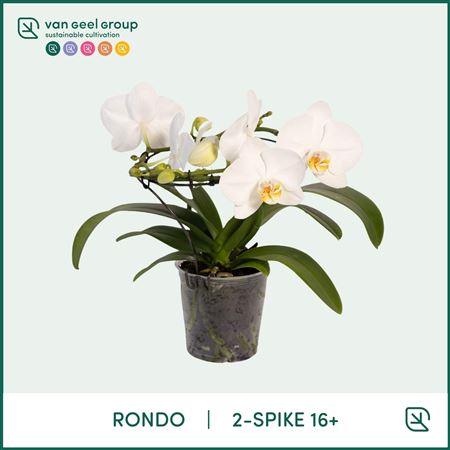 Phal 2st Rondo White 16+ (van Geel)