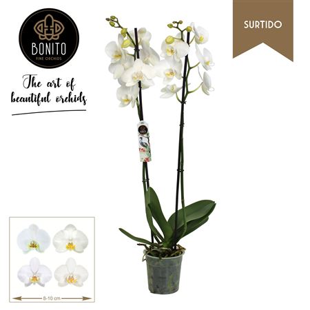 Phal 2st Surtido White 12+ (bonito)