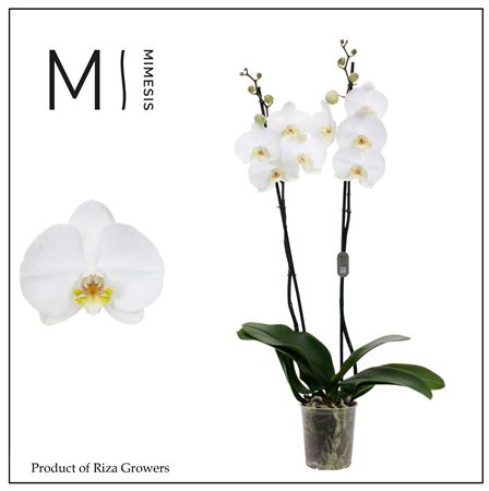 Phal 2st White Xxxl